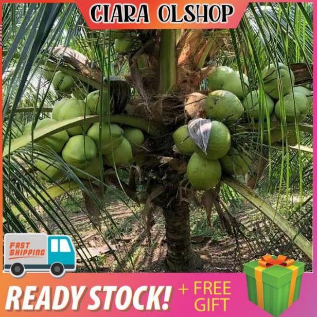Bibit Kelapa Wulung Asli  bibit kelapa ijo Wulung  bibit kelapa