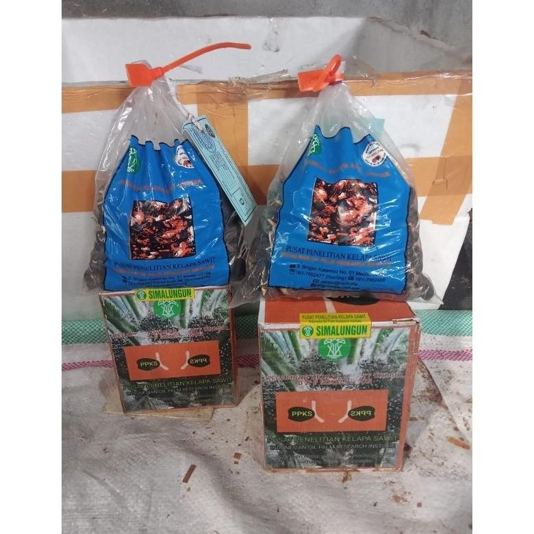 COD-BELI 3+SERTIFIKAT bibit benih kelapa sawit 250biji (SIMALUNGUN) SUPER UNGGUL
