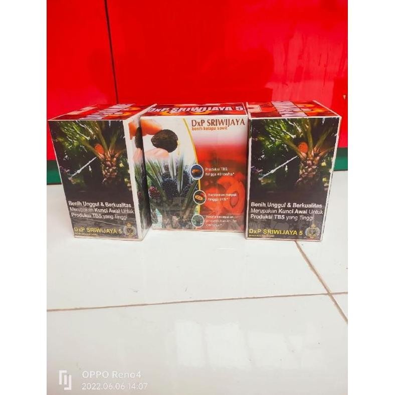 bibit kecambah sawit Sriwijaya5