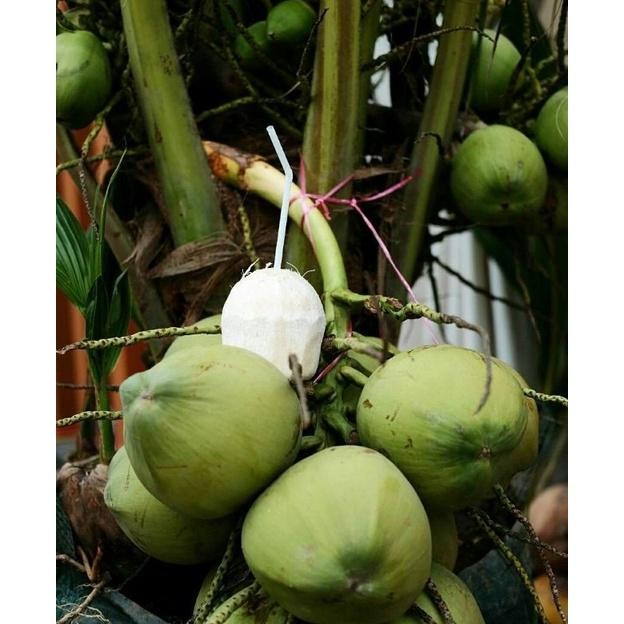 Bibit Kelapa Pandan Wangi