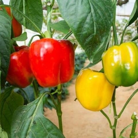 Tanaman Buah Cabai Pohon Cabe Paprika BARANG SUPER