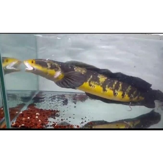 Ikan Channa 21 25 Cm Maru Yellow Sentarum Red Eye Chana Ys I Co