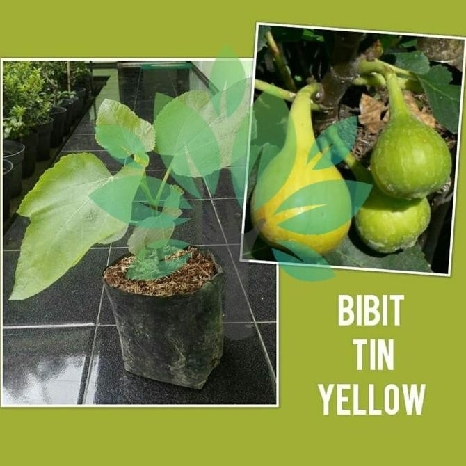 Bibit Tanaman Buah Tin Yellow-Bibit Buah Tin Kuning-Bibit Tin Super BARANG SUPER
