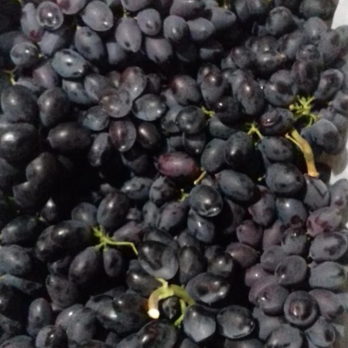 

Grosir Spesial Promo Anggur Hitam Rrc Fresh Per 2 Kg