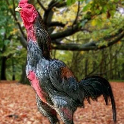 

TELUR AYAM PAKHOY REDBULL VERTIL SIAP DI TETASKAN JAMINAN SUPER JUMBO BERGARANSI