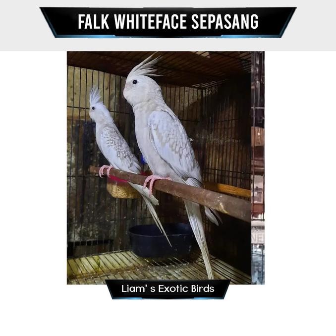 ready Falk Australia Warna White Face Pilihan Sepasang