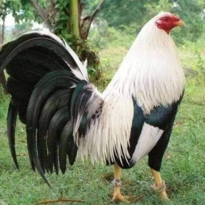 

TELUR AYAM PHILIPIN ASLI AK47 BISA UNTUK DI TETASKAN VERTIL ORI
