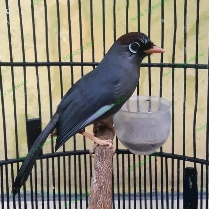 ready burung Poksay Mandarin gacor