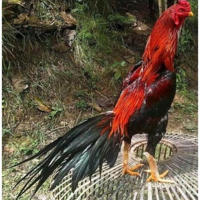 

TELUR VERTIL AYAM BANGKOK EKOR LIDI ORIGINAL