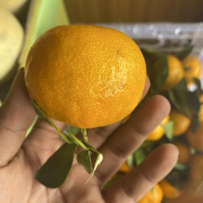 

Sale Jeruk Santang Daun/ 1 Krat 5,5 Kg - 6 Kg