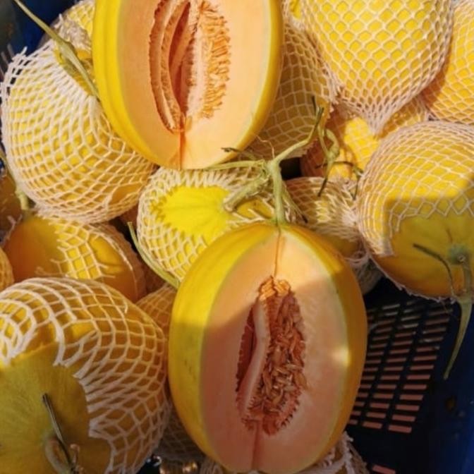 

Sale Buah Melon Orange Basket Rapingo Manis Banyak Air Jepang Hydroponic