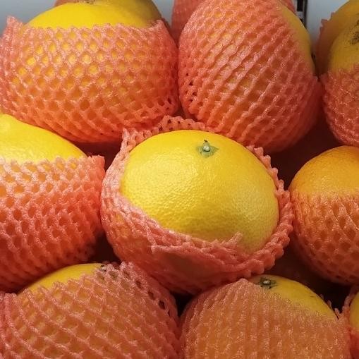 

Murah Jeruk Aiyuan 1Kg