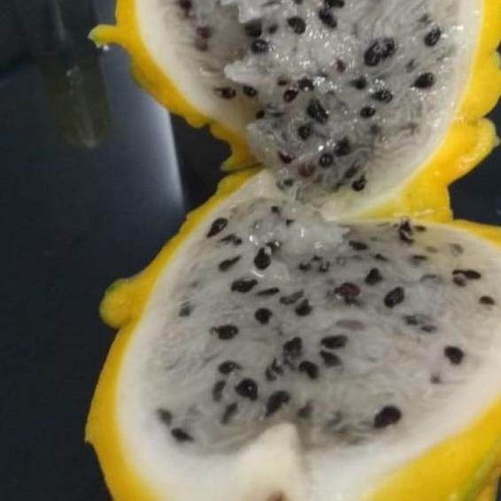 

Grosir Buah Naga Kuning Manis Organik X Columbia No Merah Putih