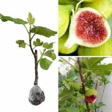 Terlaris Bibit Tanaman Buah Tin Kadota Super Cepat Berbuah - Buah Tin