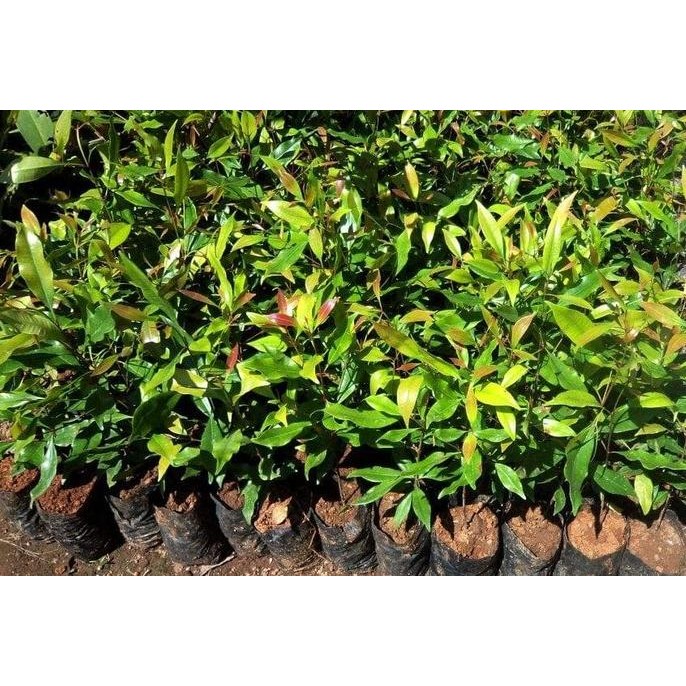 Terlaris Bibit Pohon Buah Cengkeh Zanzibar - Tanaman Cengkeh Zanzibar