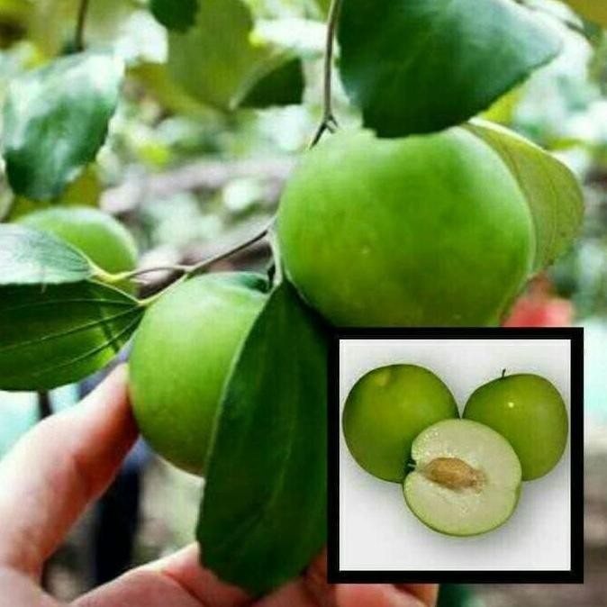 Terlaris Bibit Tanaman Buah Apel Putsa/Apel India 40cm kondisi berbuah