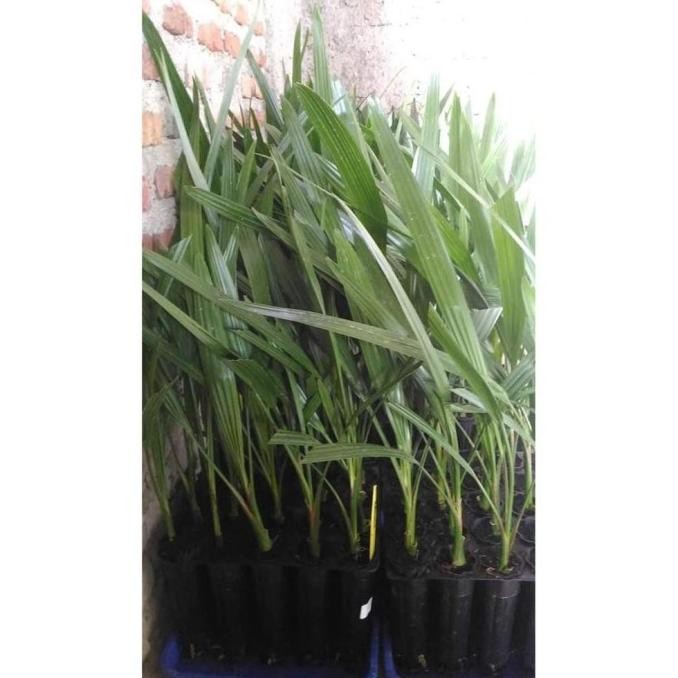 i5b Bibit Kurma TC / Kultur Jaringan asal DPD Inggris Var TOPz