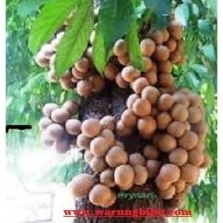 Bibit Tanaman Buah Kepel Super UNGGULAN SEGAR ISTIMEWA