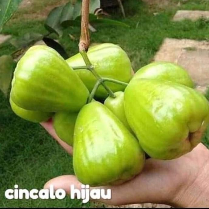 Bibit jambu air cincalo cangkok MMMM