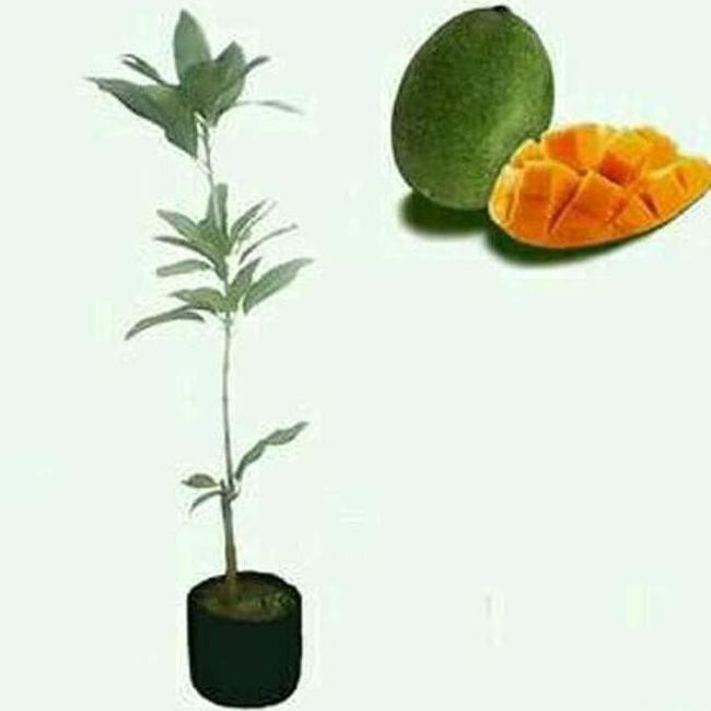 BIBIT MANGGA MANALAGI HASIL CANGKOK BERBUAH BANYAK BIBIT POHON BUAH