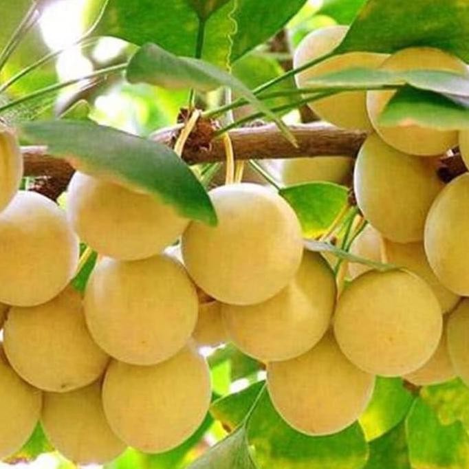 Terlaris bibit tanaman MIN 2 BIJI BENIH BUAH GINKGO BILOBA kd1 rerssi
