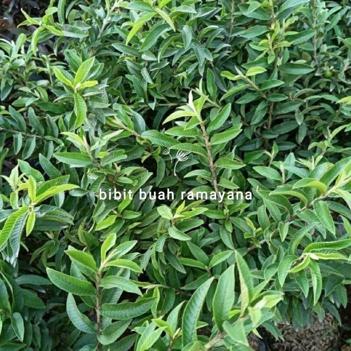 tanaman buah jambu biji mini kondisi sudah berbuah Aww