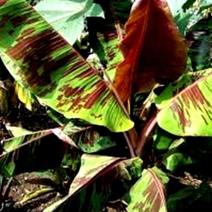 Bibit Tanaman Pisang Merah Sumatera / Sumatra AZZ