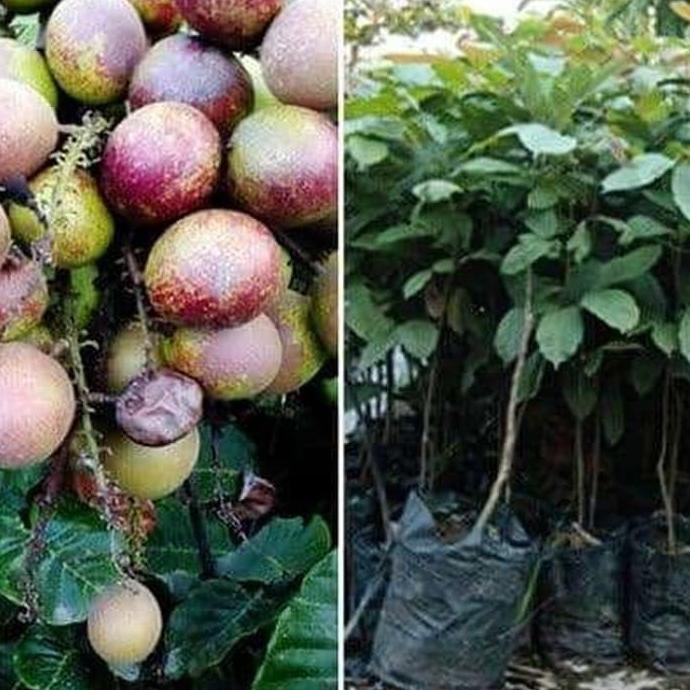 Bibit Matoa Pohon Matoa Bibit Buah Matoa Tanaman Matoa SEGAR PREMIUM