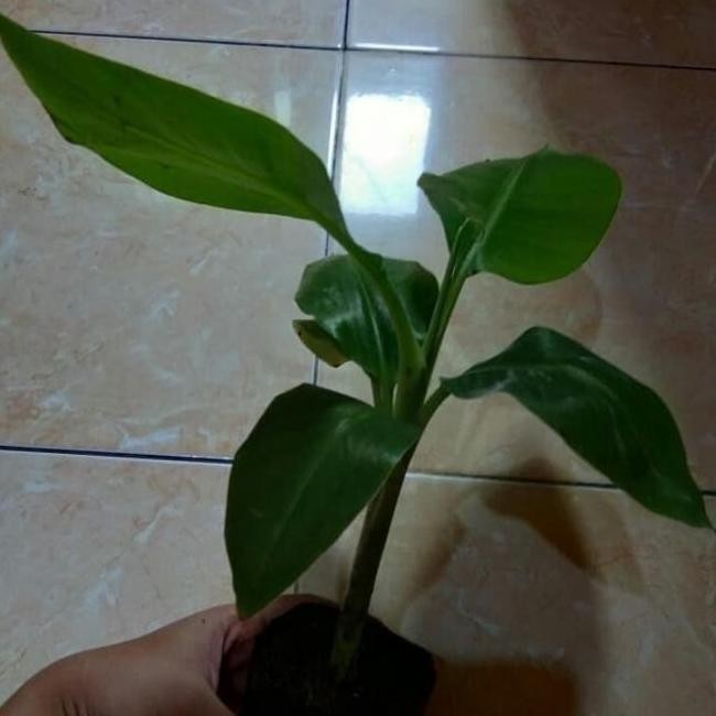 Biji Beniih Bibit Pohon Pisang Bonsai Mini AZZ