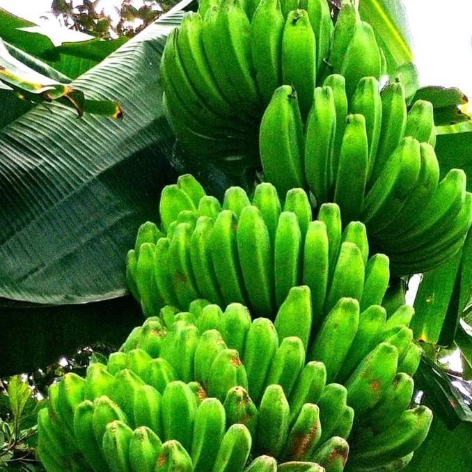 Bibit pisang kepok kuning super jumbo PREMIUM