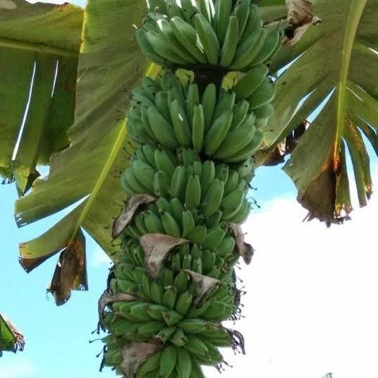 bibit pisang kepok tanjung / kepok sumatera / kepok tanpa jantung asli PREMIUM