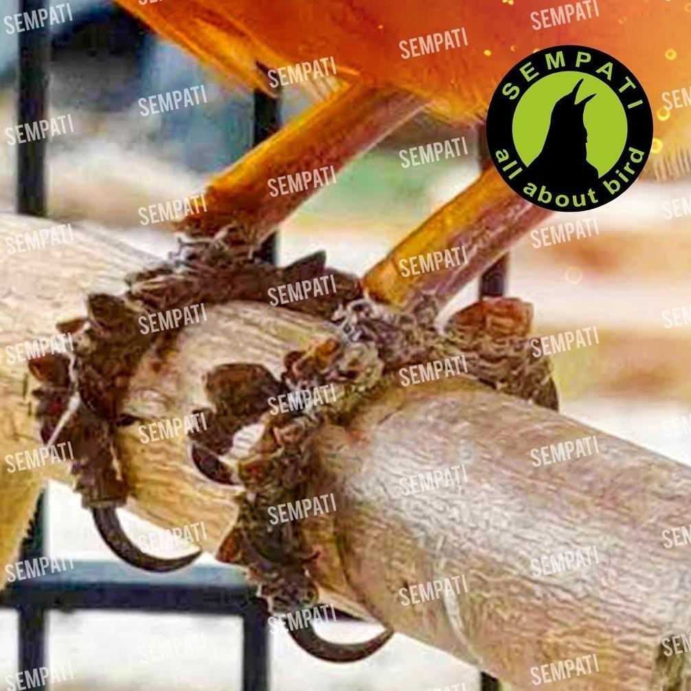 ad-77 fsd-34 SEMPATI SALEP DEWA OBAT BURUNG SAKIT KAKI BERJAMUR MATA SNOT KATARAK UNTUK LOVEBIRD KEN