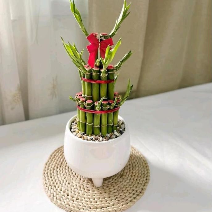 Ornamen Tanaman Hias Bambu hoki susun artificial - tanaman hidup bambu hoki susun ornamen meja media