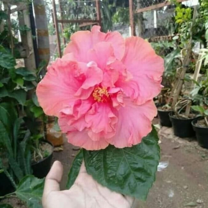 Tanaman hias hibiscus jumbo/kembang sepatu jumbo