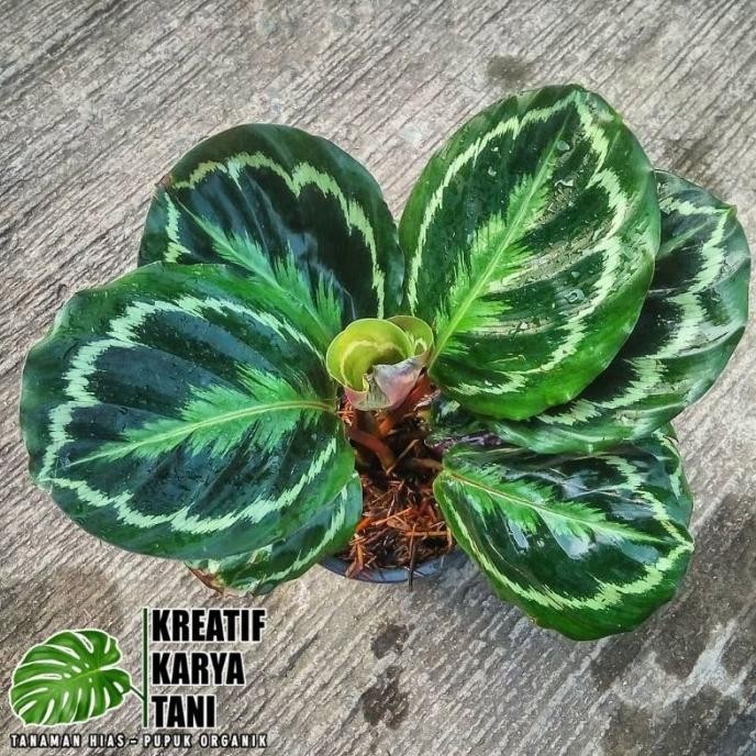 Tanaman hias calathea medalion - Calathea medalion