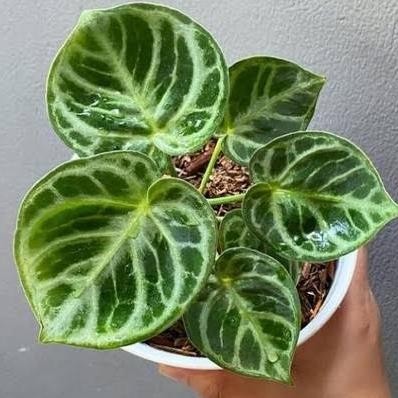 Tanaman Hias Anthurium Dorayaki Tanaman Indoor Anturium Dorayaki