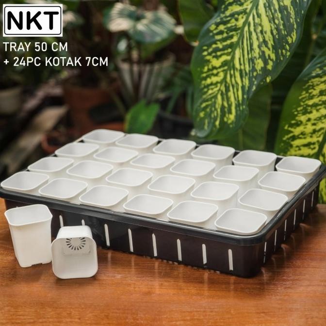 Tray 50 cm + Pot Kotak NKT 7 cm ( 20 pcs )