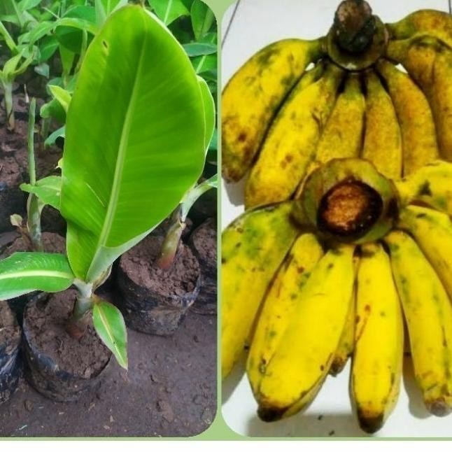 Bibit pisang Raja Bulu/Raja Sajen Super PREMIUM