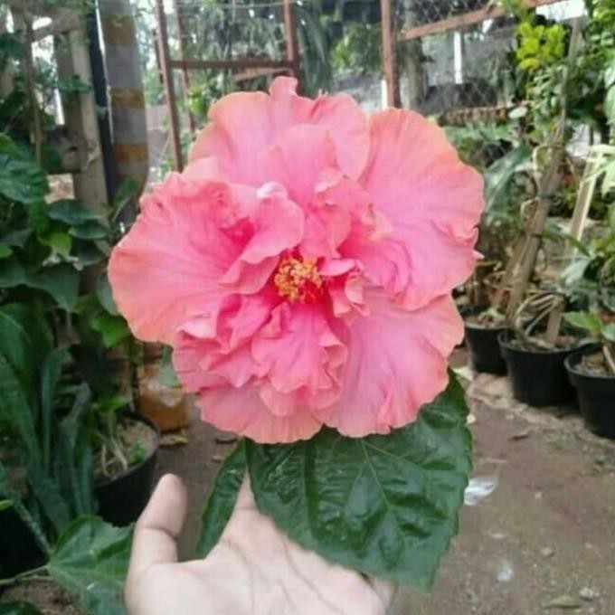 Tanaman hias hibiscus jumbo/kembang sepatu jumbo