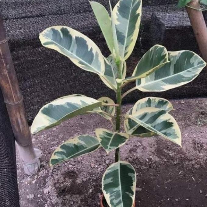 Tanaman hias karet kebo varigata putih - karet kebo varigata