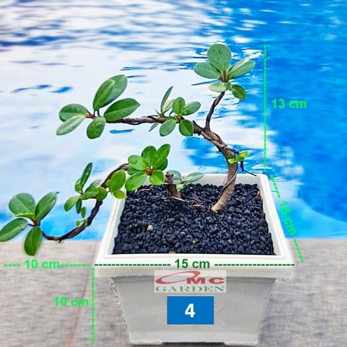 Tanaman Hias Pohon Bonsai Mame Beringin Korea Mini Dolar B-BK-010