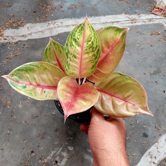 Aglonema Jameela Jackpot