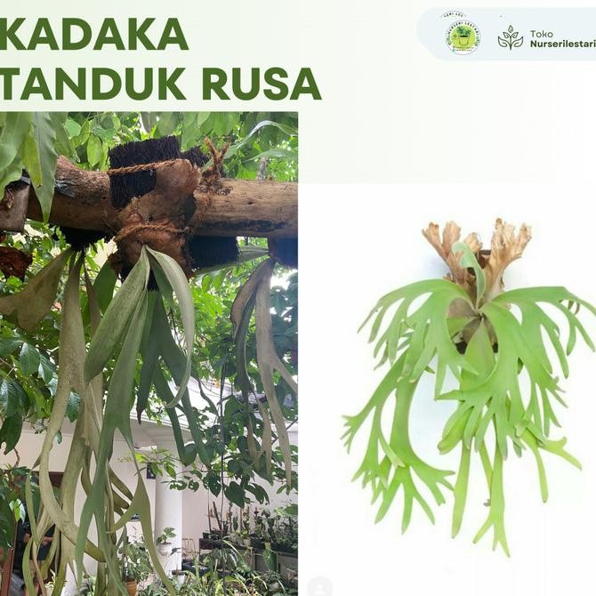 Tanaman Kadaka Tanduk Rusa