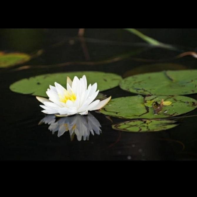 bunga teratai air / tanaman teratai air