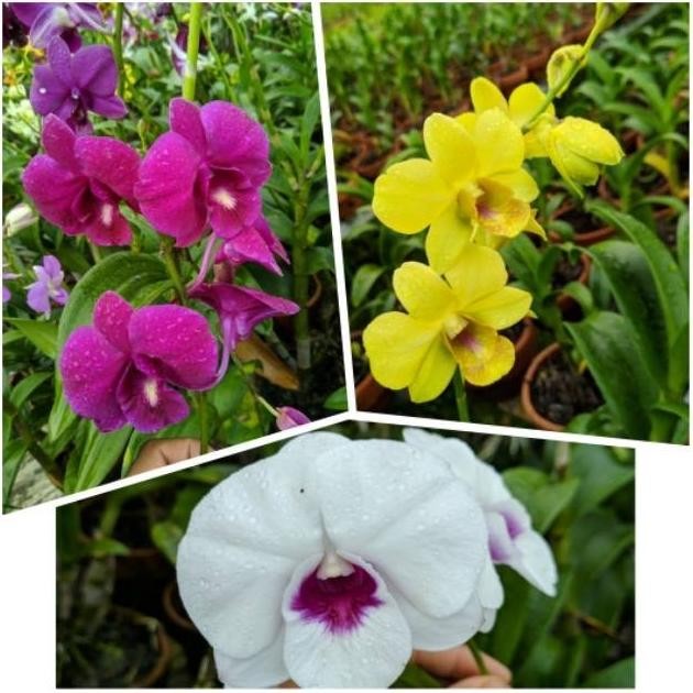 Promo Murah Paket 3 anggrek dendrobium dewasa / anggrek dendrobium