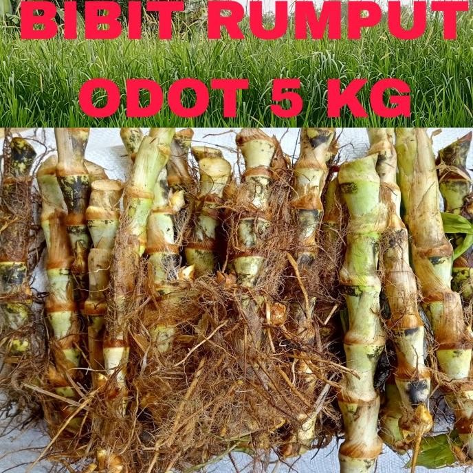 Bibit rumput odot 5 KG bibit stek rumput odot pakan ternak
