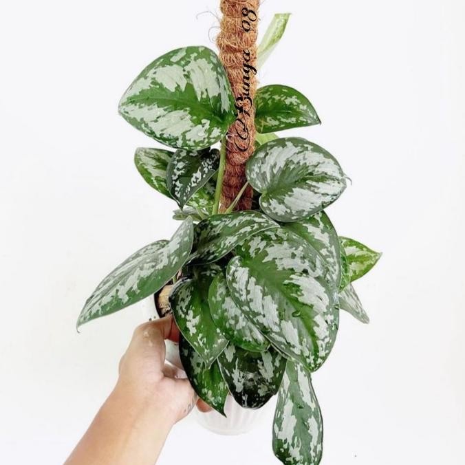Tanaman hias sirih gading scindapsus + turus 50cm/sirih gading silver