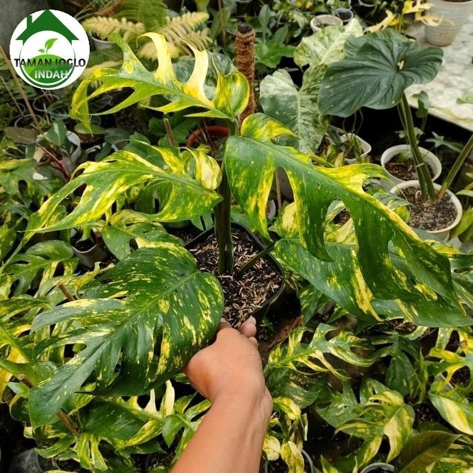 Terlaris Tanaman Hias Epip Kujang Variegata Promo