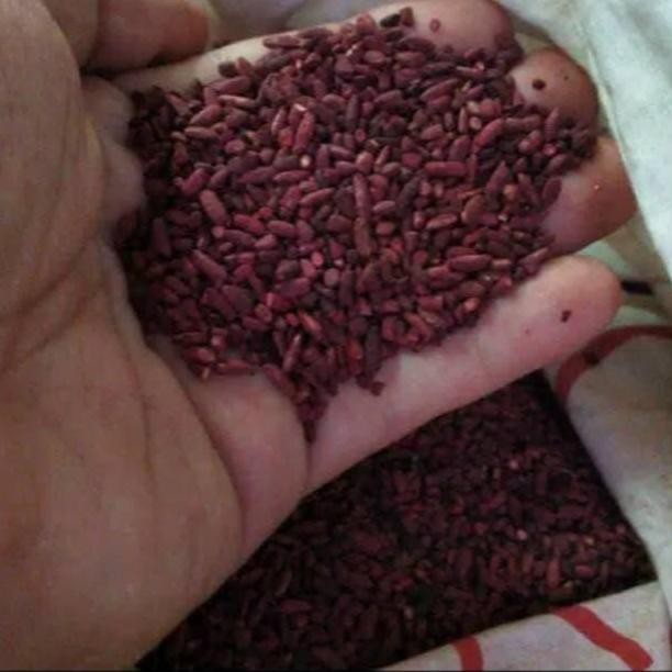 

tersedia angkak merah / angkak beras