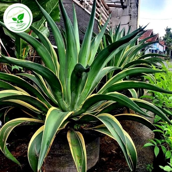 Terlaris Tanaman Hias Agave King Jumbo